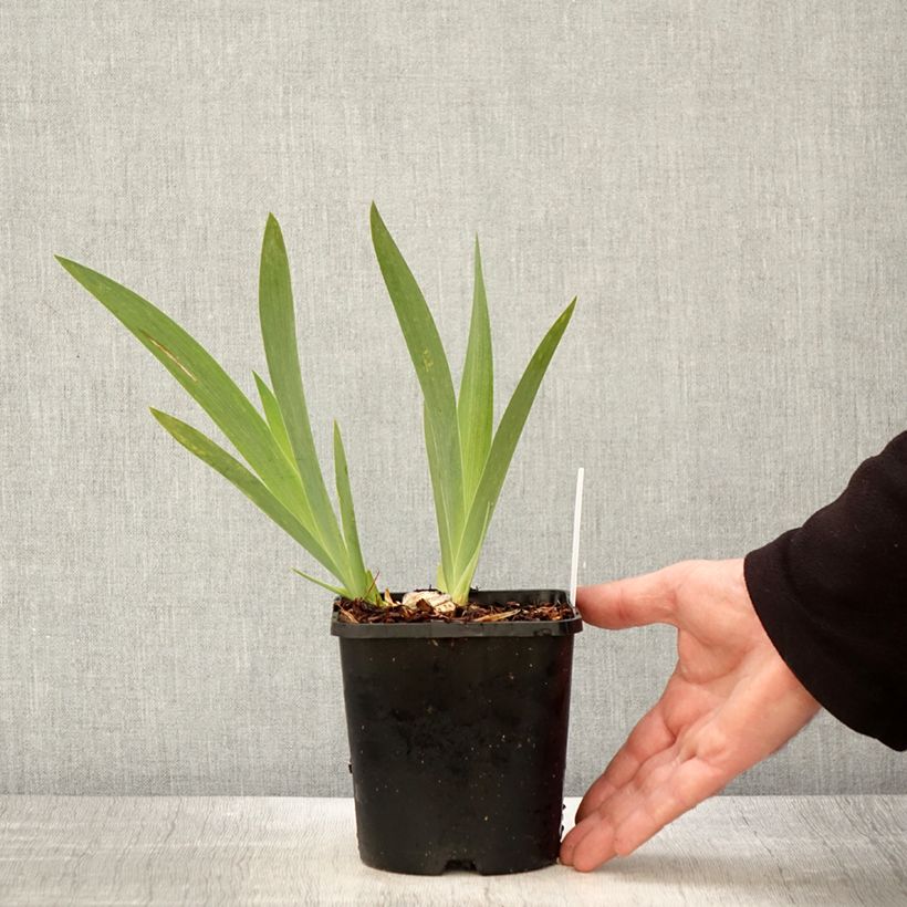 Exemplaar van Iris germanica Crinoline - Baardiris Pot van 1,5 l/2 l zoals geleverd in de lente