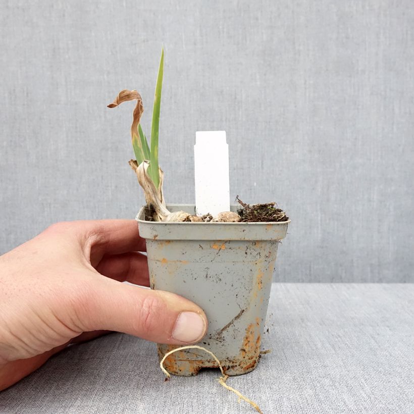 Exemplaar van Iris germanica Crinoline - Baardiris Kweekpotje van 8/9 cm zoals geleverd in de winter