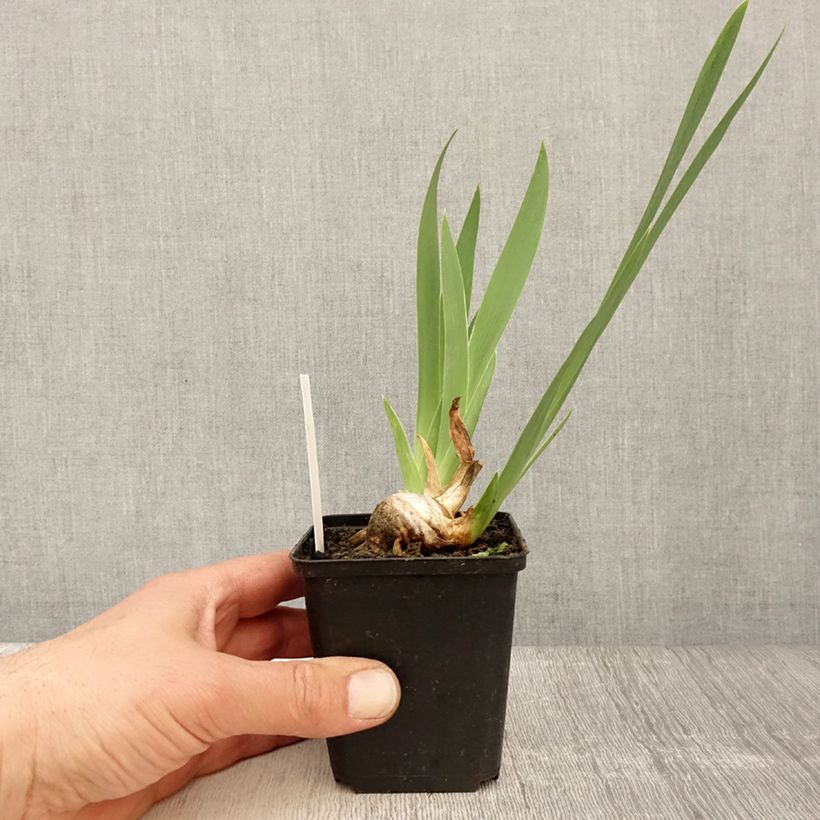 Exemplaar van Iris germanica Crinoline - Baardiris Kweekpotje van 8/9 cm zoals geleverd in de lente