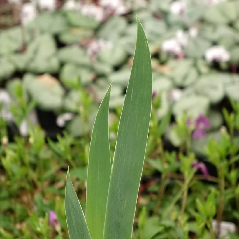 Iris germanica Crinoline - Baardiris (Blad)
