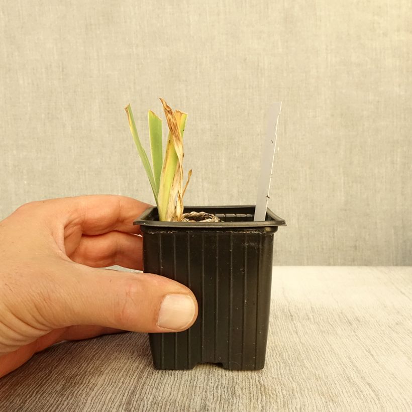 Exemplaar van Iris germanica Cutie - Baardiris Kweekpotje van 8/9 cm zoals geleverd in de herfst