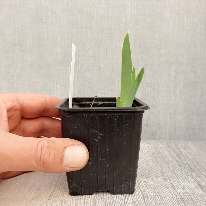 Exemplaar van Iris germanica Cutie - Baardiris Kweekpotje van 8/9 cm zoals geleverd in de lente