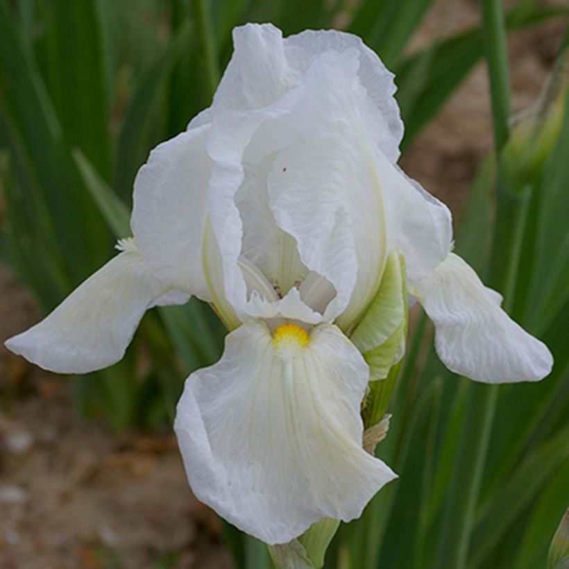 Iris germanica Dame Blanche - Baardiris wit (Bloei)