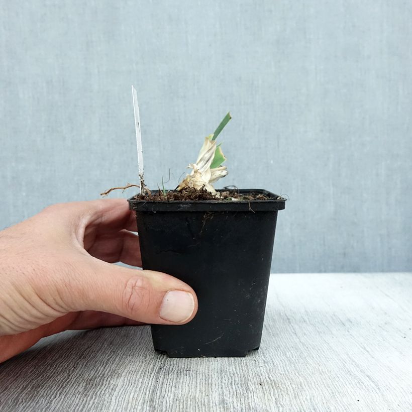 Exemplaar van Iris germanica Dame Blanche - Iris des Jardins Godet de 8/9 cm zoals geleverd in de herfst