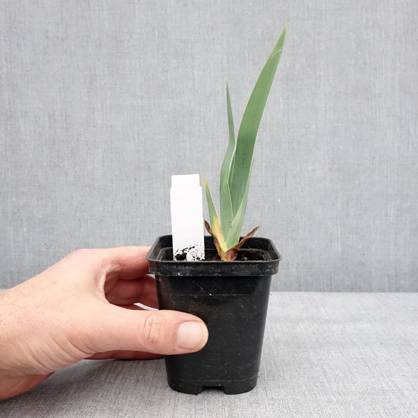 Exemplaar van Iris germanica Dame de Coeur - Baardiris Kweekpotje van 8/9 cm zoals geleverd in de winter