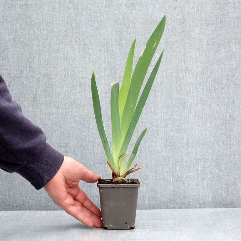 Exemplaar van Iris germanica Dame de Coeur - Baardiris Kweekpotje van 8/9 cm zoals geleverd in de lente