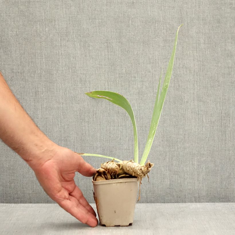 Exemplaar van Iris germanica Dangerous Mood - Baardiris Kweekpotje van 8/9 cm zoals geleverd in de zomer