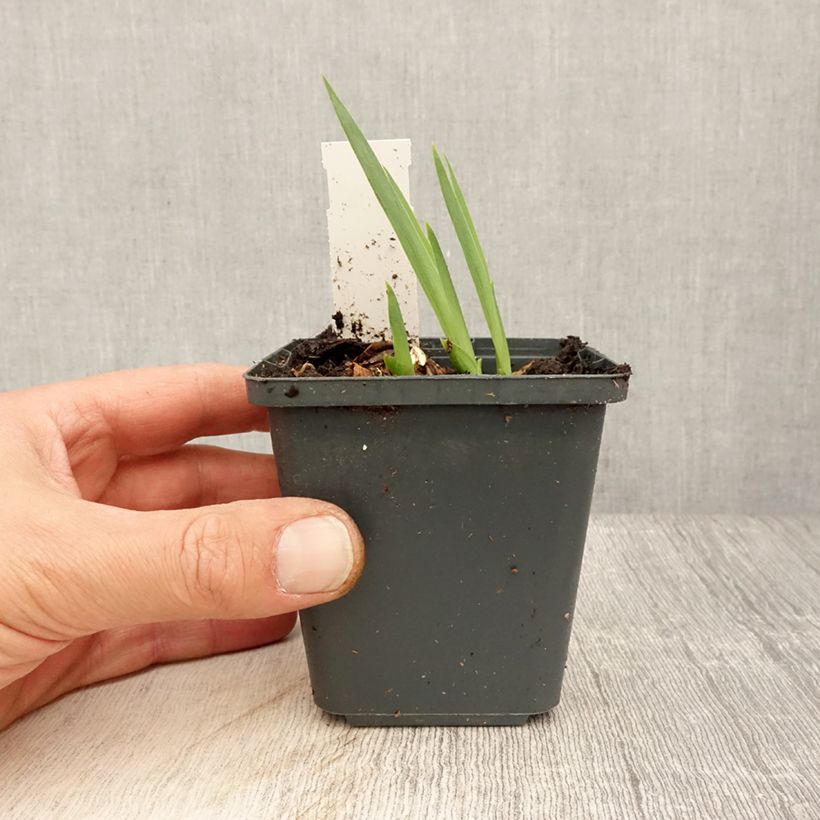 Exemplaar van Iris germanica Dangerous Mood - Baardiris Kweekpotje van 8/9 cm zoals geleverd in de lente