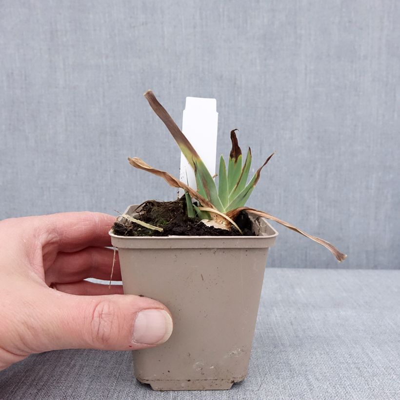 Exemplaar van Iris germanica Danse du Feu - Baardiris Kweekpotje van 8/9 cm zoals geleverd in de winter