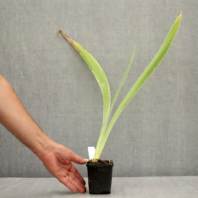 Exemplaar van Iris germanica Dating A Royal - Baardiris Kweekpotje van 8/9 cm zoals geleverd in de zomer