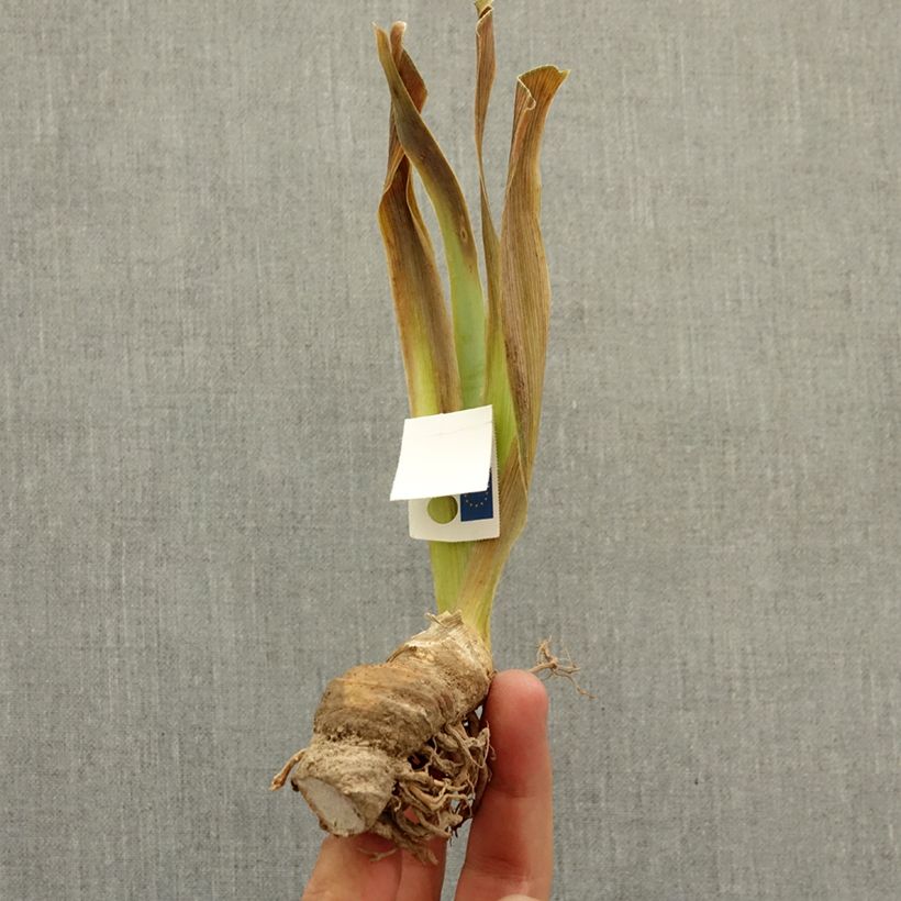 Exemplaar van Iris germanica Dazzle Me - Baardiris Lilliput Wortelstok zoals geleverd in de winter