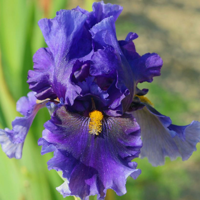 Iris germanica Deep Dark Secret - Baardiris (Bloei)