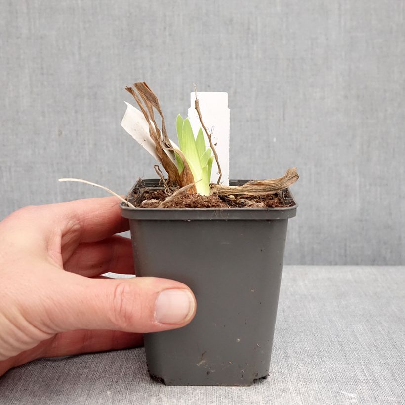 Exemplaar van Iris germanica Deep Dark Secret - Baardiris Kweekpotje van 8/9 cm zoals geleverd in de winter