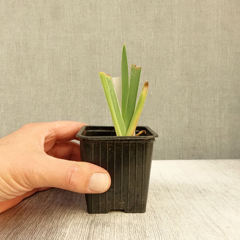 Exemplaar van Iris germanica Delicato - Baardiris Kweekpotje van 8/9 cm zoals geleverd in de herfst