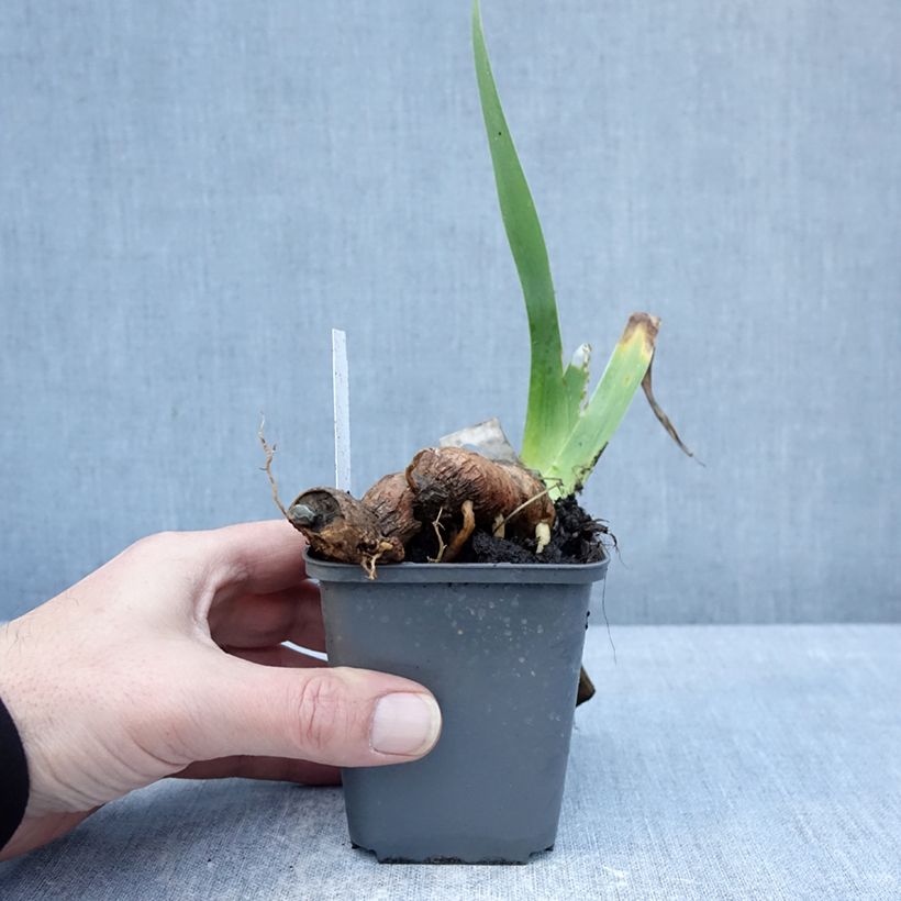 Exemplaar van Iris germanica Delicieux Caramel - Baardiris Kweekpotje van 8/9 cm zoals geleverd in de winter
