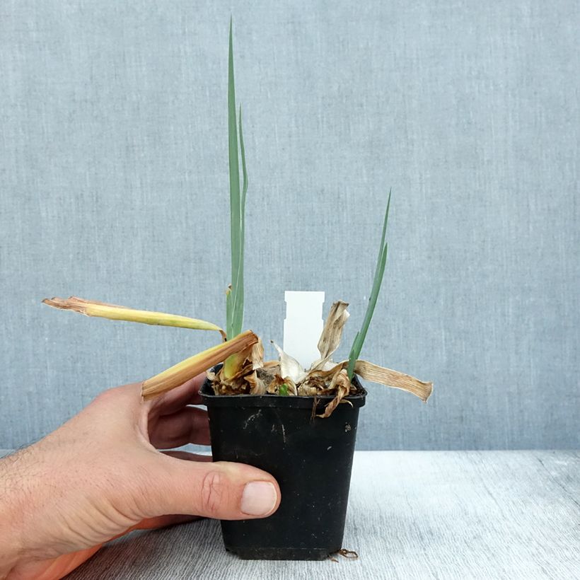 Exemplaar van Iris germanica Dernier Cri - Baardiris Kweekpotje van 8/9 cm zoals geleverd in de herfst