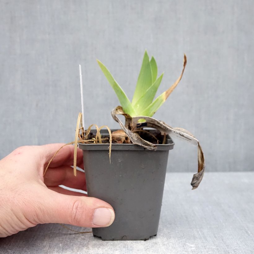 Exemplaar van Iris germanica Devil's Lake - Baardiris Kweekpotje van 8/9 cm zoals geleverd in de winter