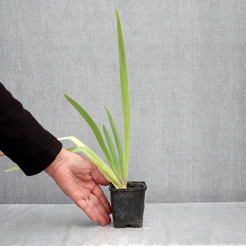 Exemplaar van Iris germanica Dracula's Kiss - Baardiris Kweekpotje van 8/9 cm zoals geleverd in de herfst