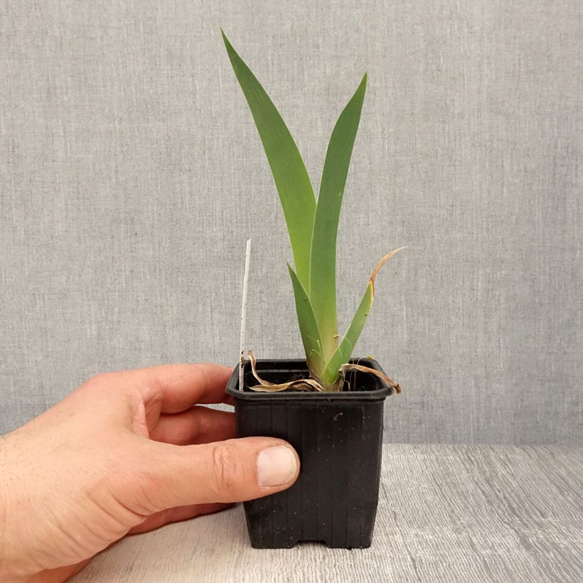 Exemplaar van Iris germanica Dutch Chocolate - Baardiris Kweekpotje van 8/9 cm zoals geleverd in de lente
