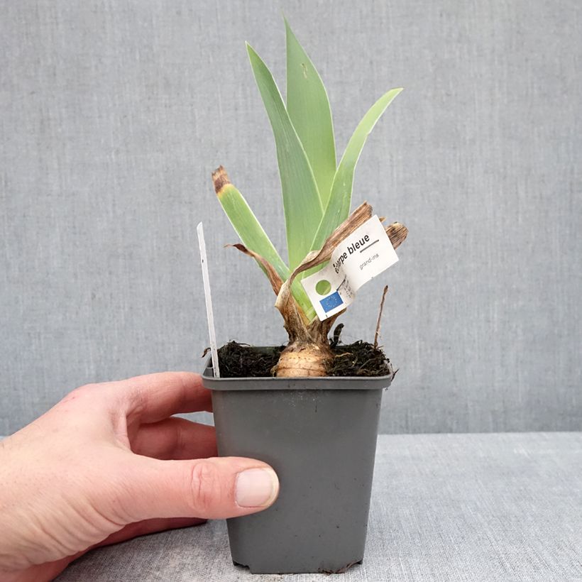 Exemplaar van Iris germanica Écharpe Bleue - Baardiris Kweekpotje van 8/9 cm zoals geleverd in de winter