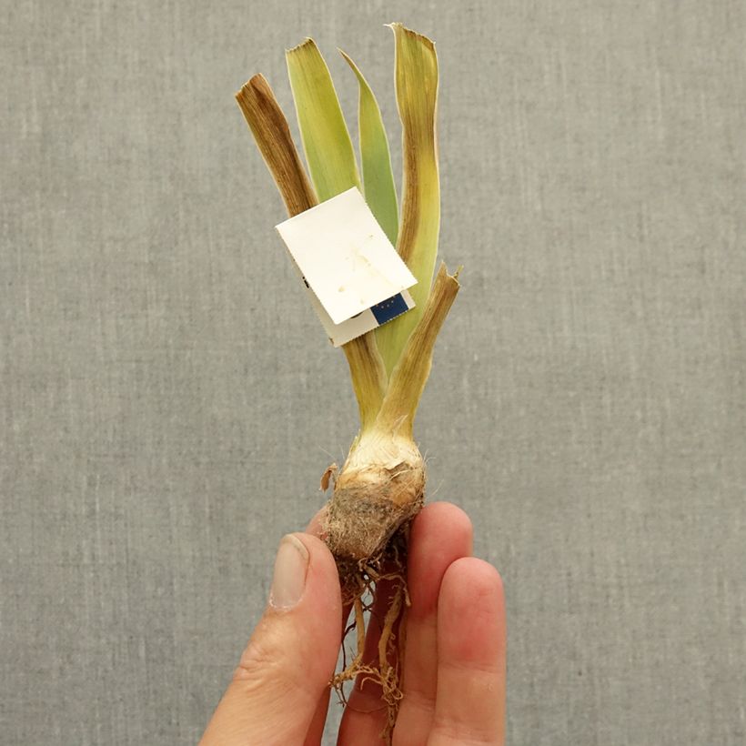 Exemplaar van Iris germanica Échassier - Baardiris Wortelstok zoals geleverd in de winter