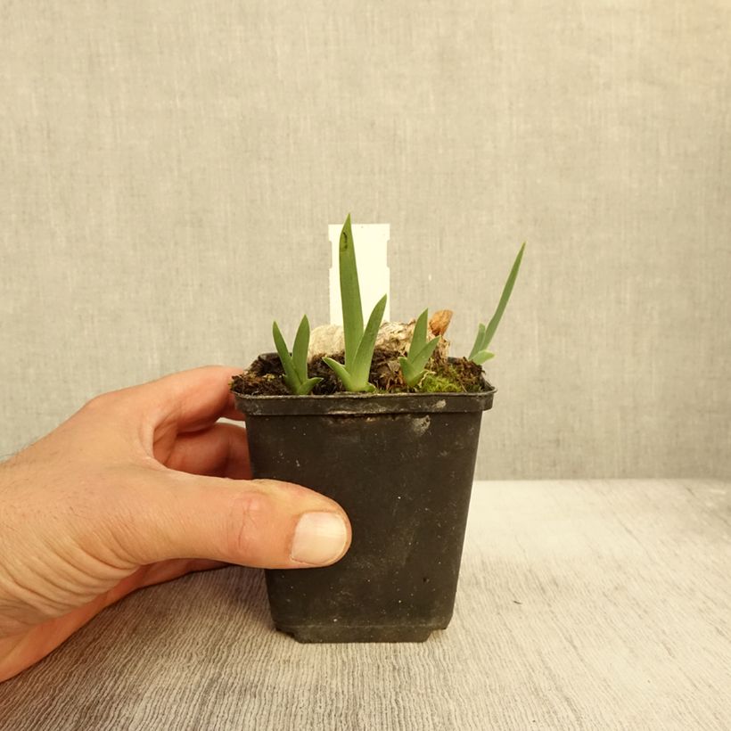 Exemplaar van Iris germanica En Ebullition - Baardiris Kweekpotje van 8/9 cm zoals geleverd in de herfst