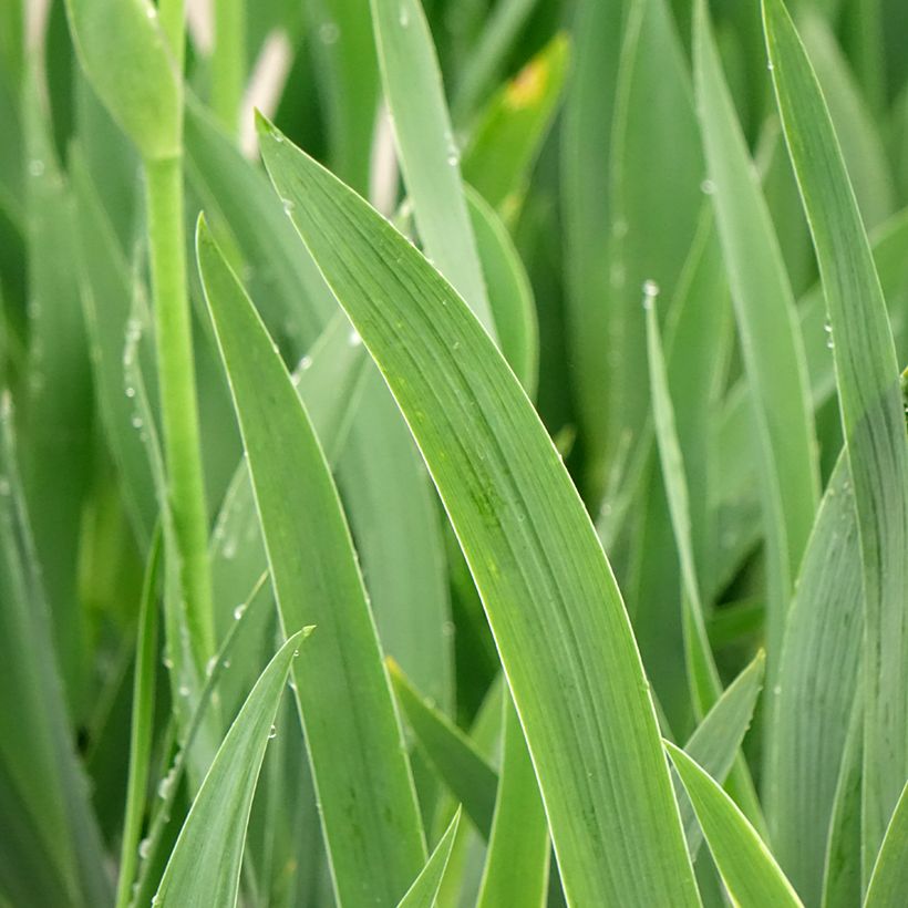 Iris germanica En Ebullition - Baardiris (Blad)