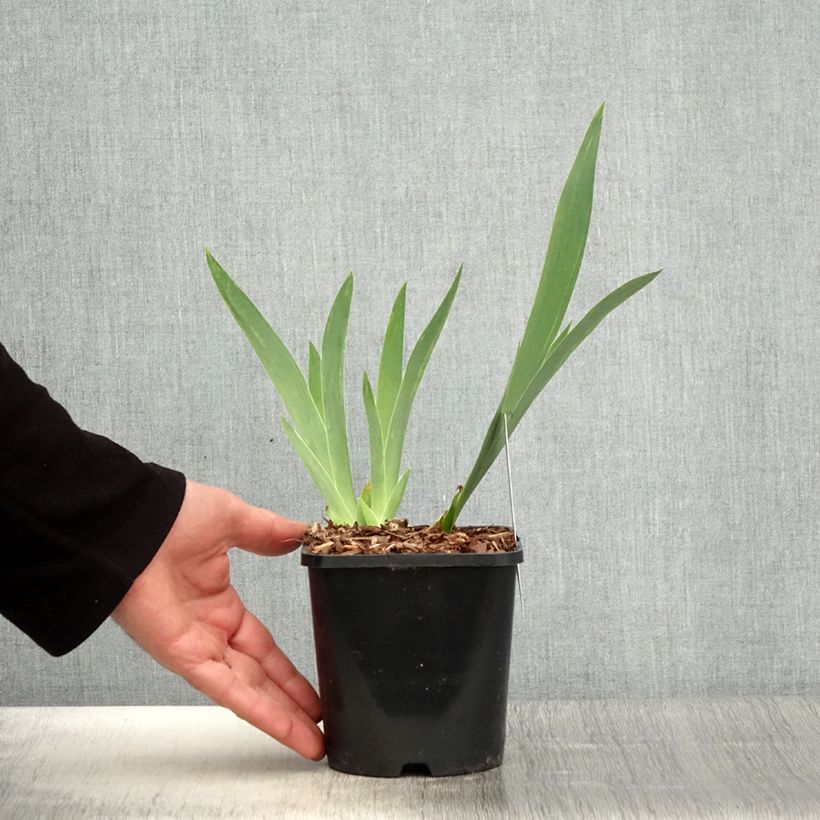 Exemplaar van Iris germanica English cottage - Baardiris Pot van 1,5 l/2 l zoals geleverd in de lente