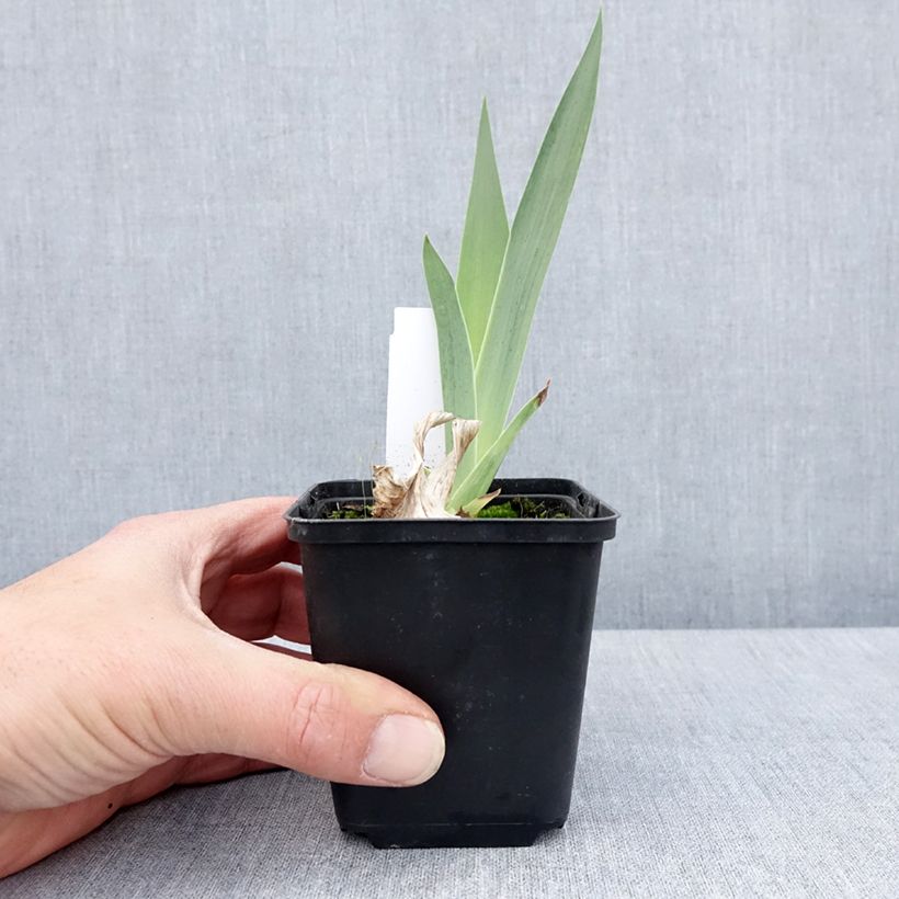 Exemplaar van Iris germanica English cottage - Baardiris Kweekpotje van 8/9 cm zoals geleverd in de lente