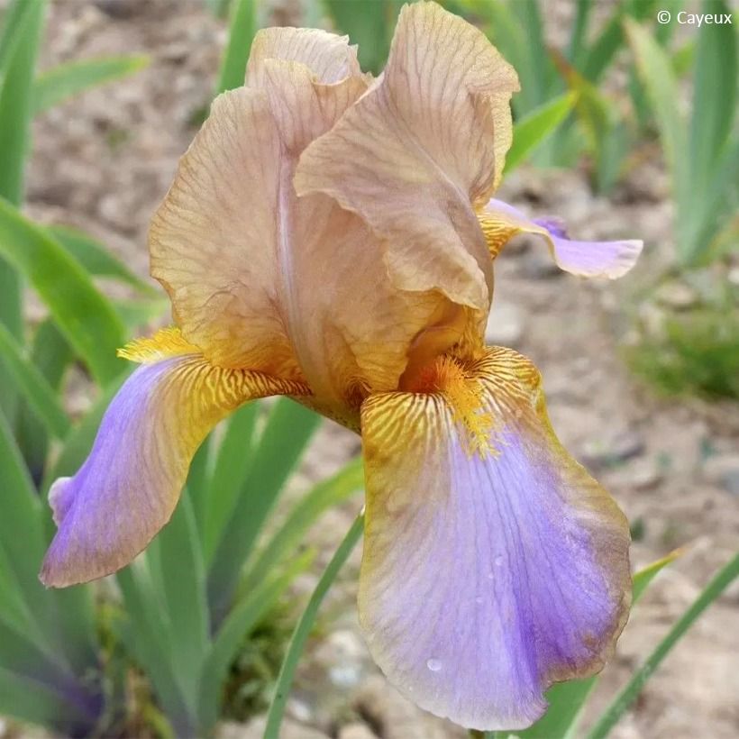 Iris germanica Evolution - Baardiris (Bloei)