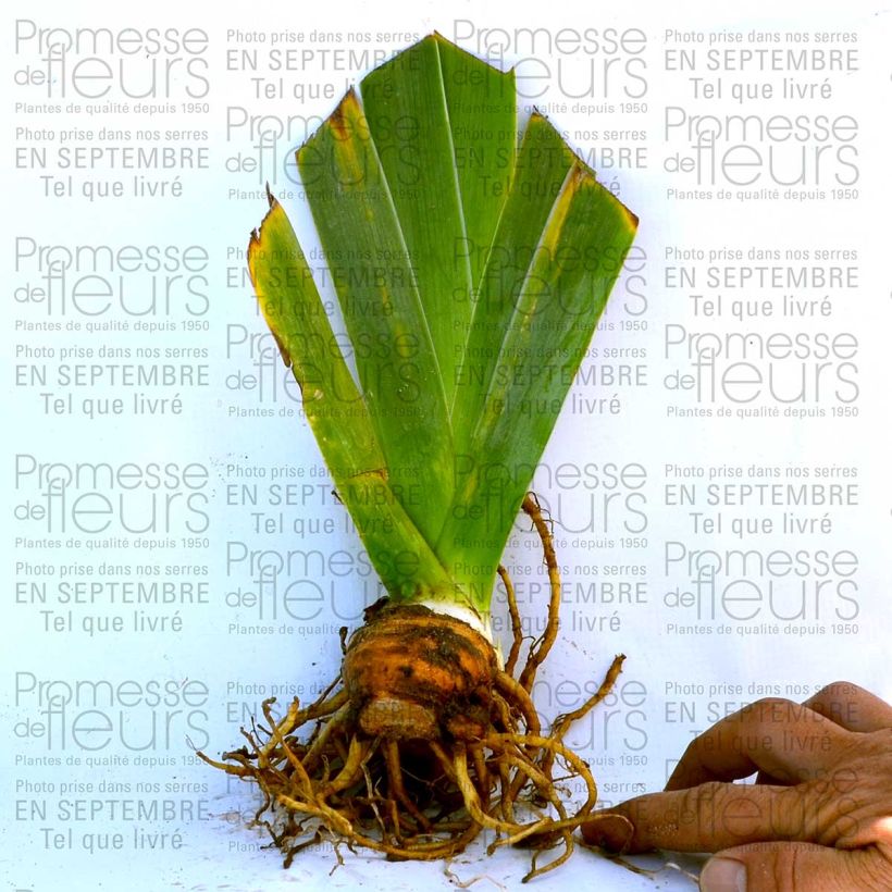 Voorbeeld van een exemplaar van Iris germanica Fall Fiesta - Baardiris Kweekpotje van 8/9 cm zoals geleverd