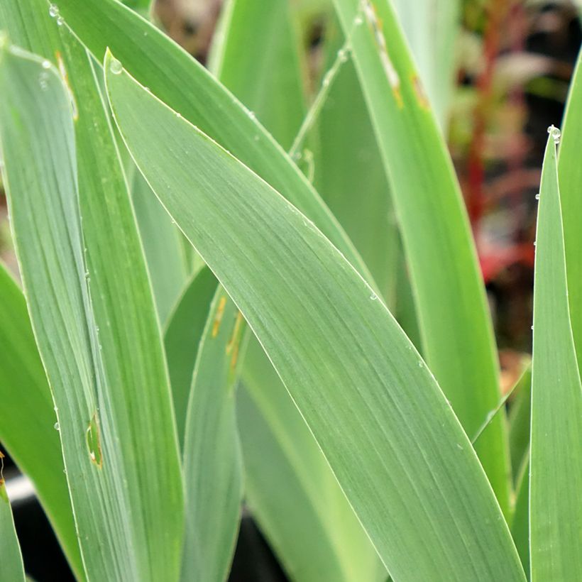Iris germanica Flaming Dragon - Baardiris (Blad)