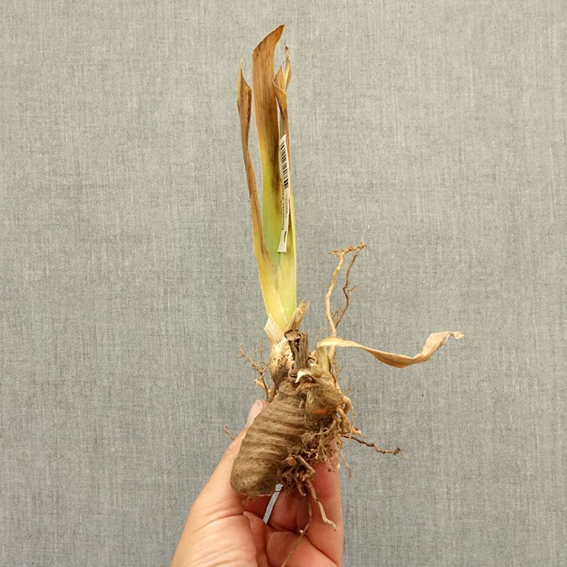 Exemplaar van Iris germanica Frisk Me - Baardiris Lilliput Wortelstok zoals geleverd in de winter