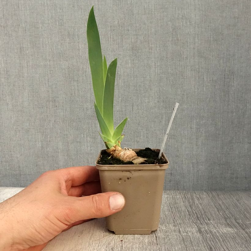 Exemplaar van Iris germanica Frison-Roche - Baardiris Kweekpotje van 8/9 cm zoals geleverd in de lente