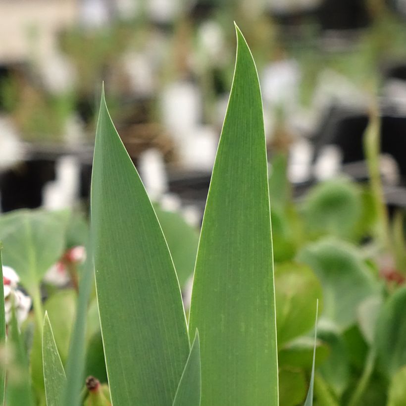 Iris germanica Frison-Roche - Baardiris (Blad)