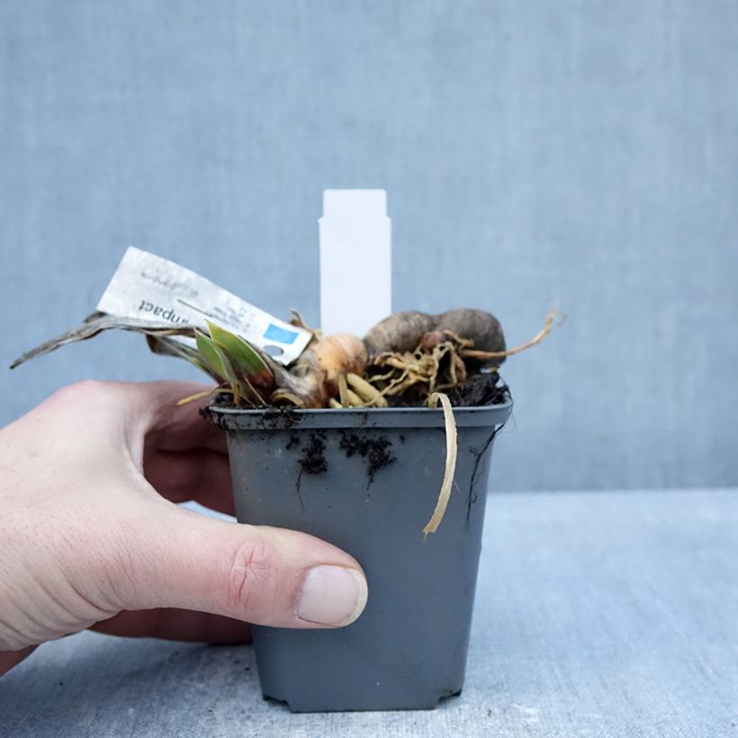 Exemplaar van Iris germanica Full Impact - Baardiris Kweekpotje van 8/9 cm zoals geleverd in de winter