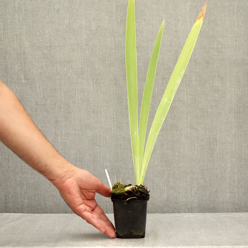 Exemplaar van Iris germanica Galopade - Baardiris Kweekpotje van 8/9 cm zoals geleverd in de zomer