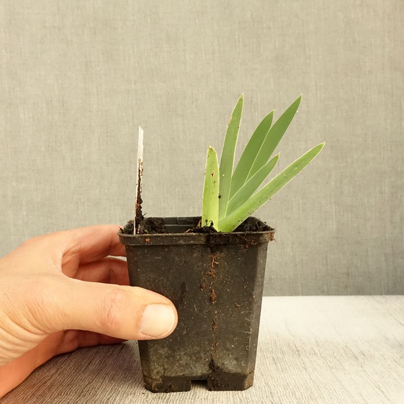Exemplaar van Iris germanica Galopade - Baardiris Kweekpotje van 8/9 cm zoals geleverd in de herfst