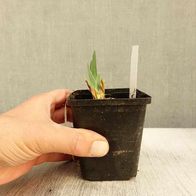 Exemplaar van Iris germanica Gérard Brière - Iris des Jardins Godet de 8/9 cm zoals geleverd in de herfst