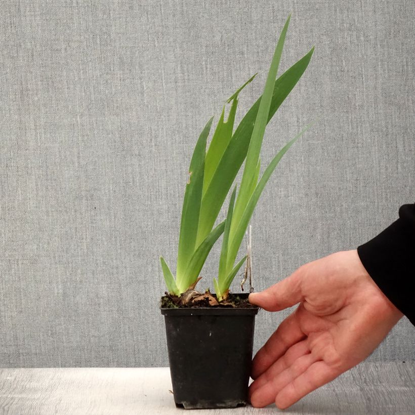 Exemplaar van Iris germanica Gérard Brière - Baardiris Kweekpotje van 8/9 cm zoals geleverd in de lente