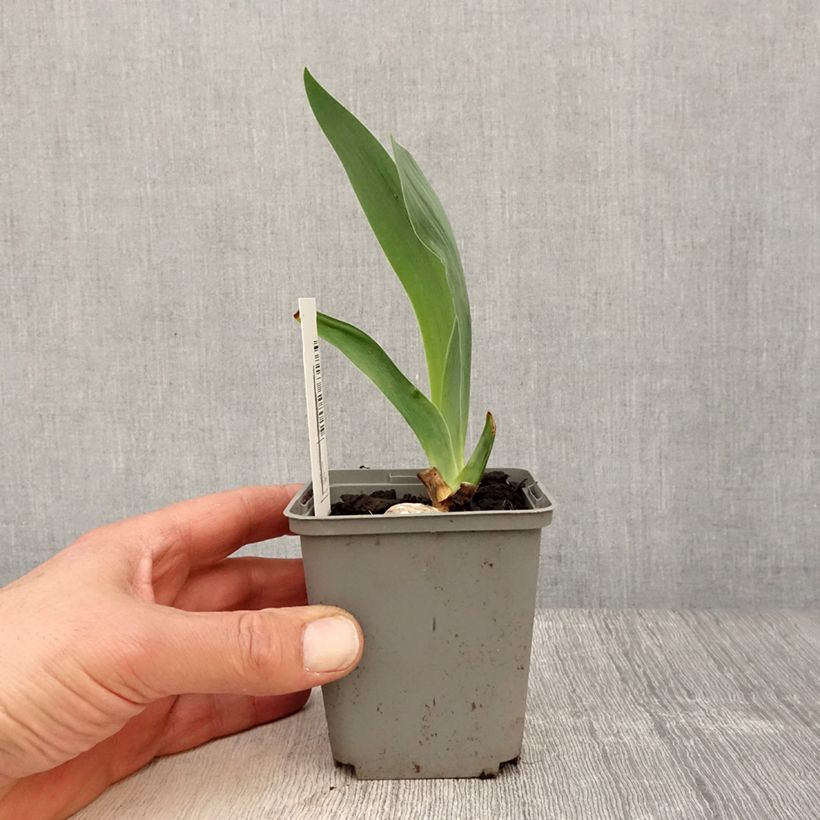 Exemplaar van Iris germanica Gipsy Romance - Baardiris Kweekpotje van 8/9 cm zoals geleverd in de lente