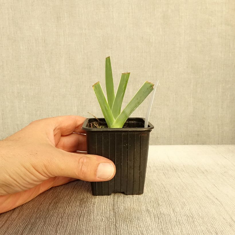 Exemplaar van Iris germanica Glacier - Baardiris Kweekpotje van 8/9 cm zoals geleverd in de herfst
