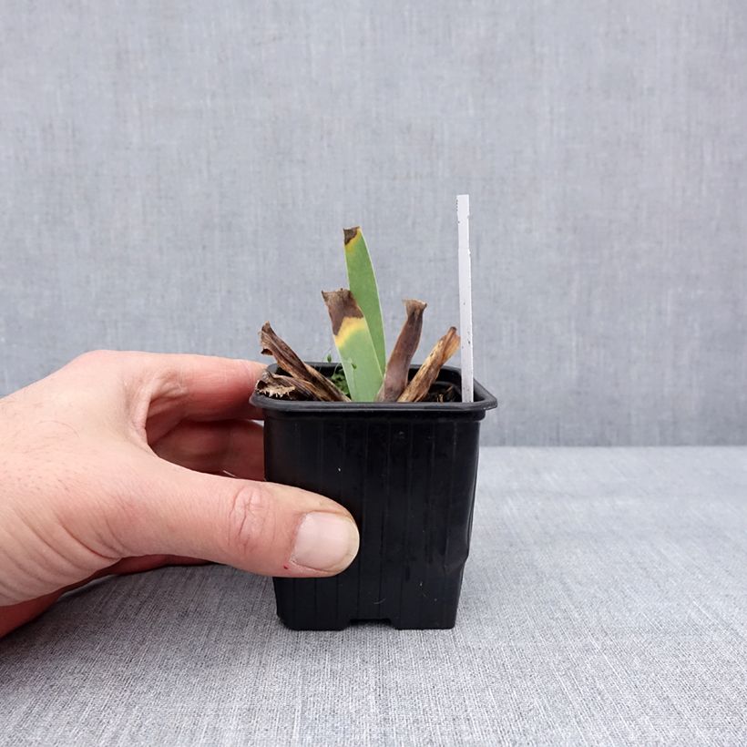 Exemplaar van Iris germanica Glacier - Baardiris Kweekpotje van 8/9 cm zoals geleverd in de winter