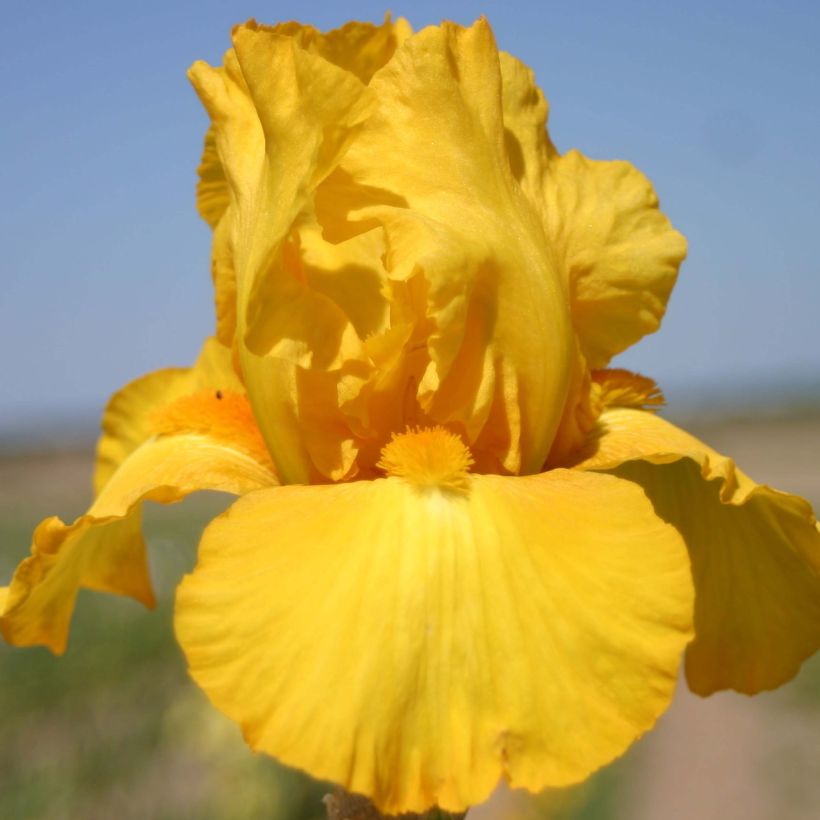 Iris germanica Gold Galore - Baardiris (Bloei)