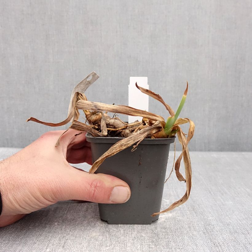 Exemplaar van Iris germanica Gracchus - Baardiris Kweekpotje van 8/9 cm zoals geleverd in de winter