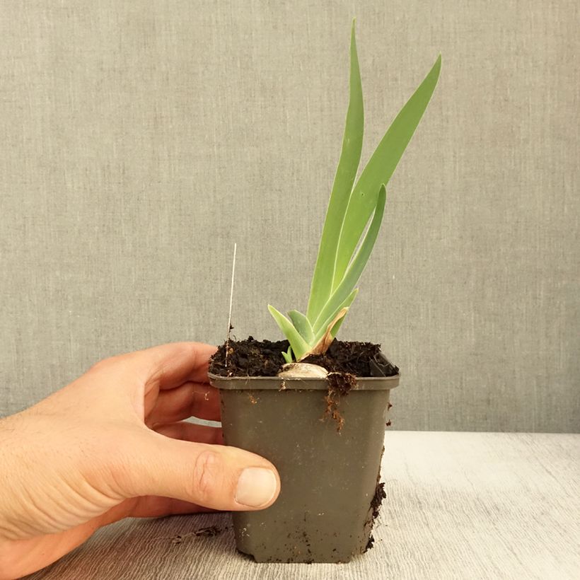 Exemplaar van Iris germanica Grand Canari - Baardiris Kweekpotje van 8/9 cm zoals geleverd in de herfst