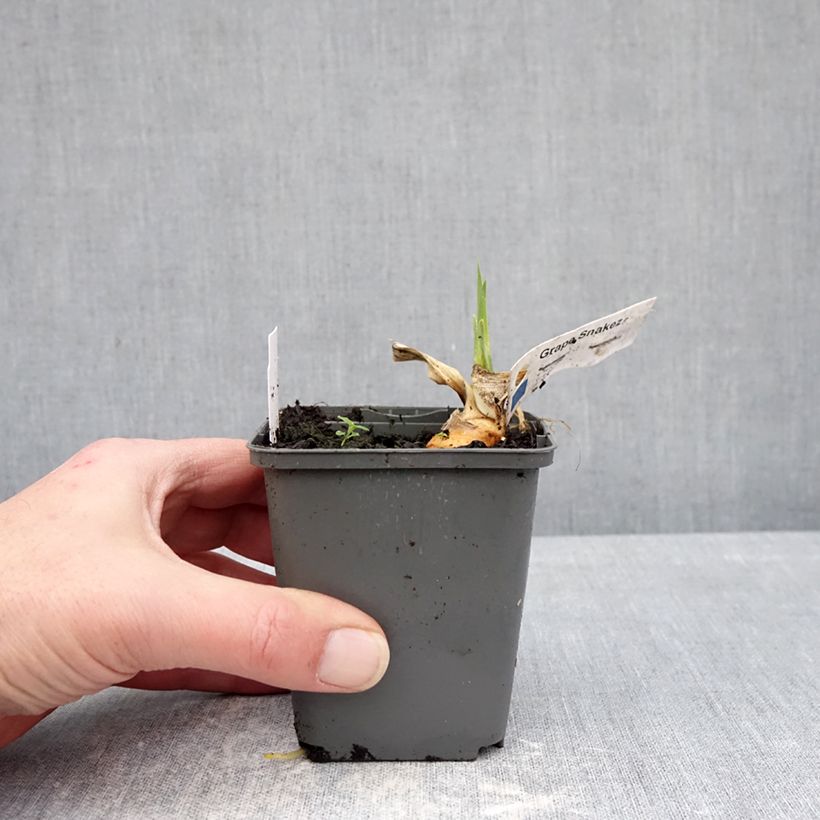 Exemplaar van Iris germanica Grape Snakez - Baardiris Kweekpotje van 8/9 cm zoals geleverd in de winter