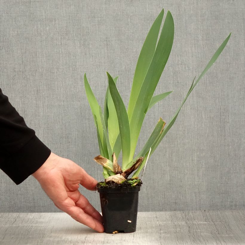 Exemplaar van Iris germanica Guatemala - Baardiris Kweekpotje van 8/9 cm zoals geleverd in de lente
