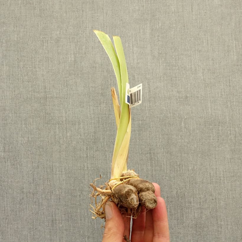 Exemplaar van Iris germanica Happenstance - Baardiris Wortelstok zoals geleverd in de zomer