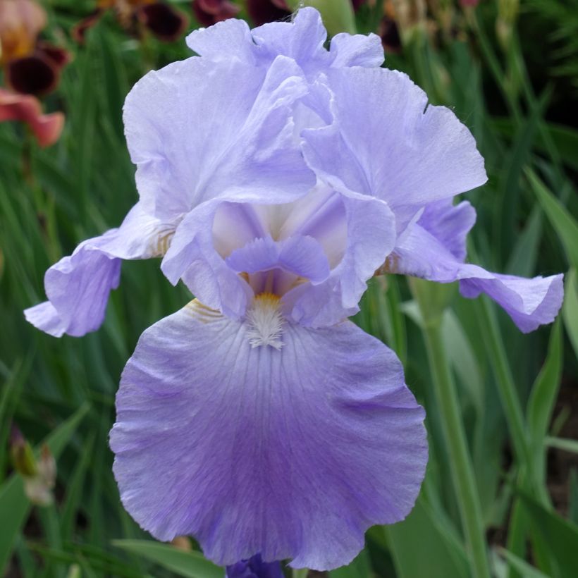 Iris germanica Harbor Blue - Baardiris (Bloei)